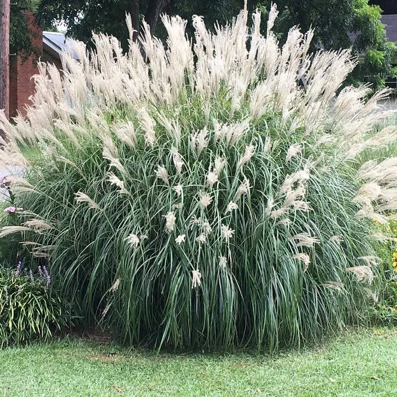 Miscanthus Adagin 3 gal