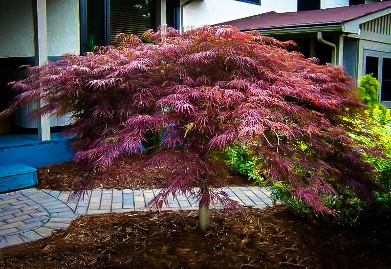 Japonese Splitleaf Maple Inaba Shidare