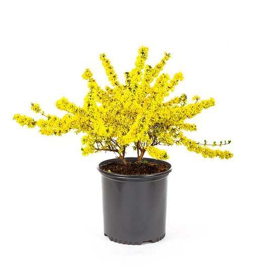 Forsythia Lynwood Gold - 12" 1 gallon