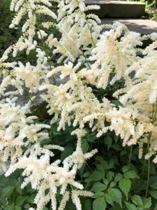 Astilbe Visions White 2gal