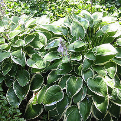 Hosta Francee 2 gal.