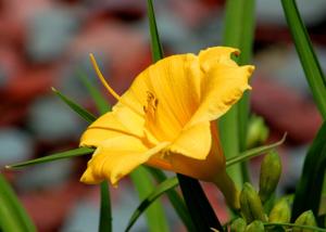 Daylily Stella D'Oro 2 gal.