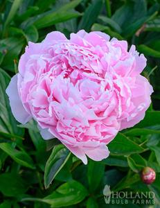 Peony Sarah Bernhardt 2g