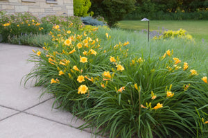 Daylily Stella D'Oro 2 gal.