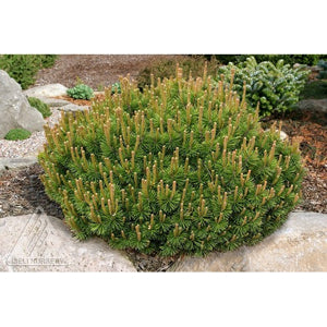 Pinus Mugo 3 gal.