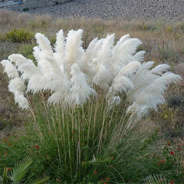 Muhlenbergia Capillaris White 3gal