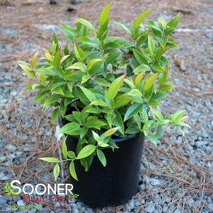 Leucothoe Rainbow 3 gal.