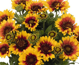 Gaillardia Red Starburst 2g