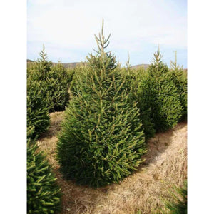 Norway Spruce (Picea abies)