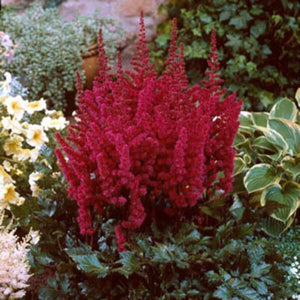 Astilbe Visions Red 2gal