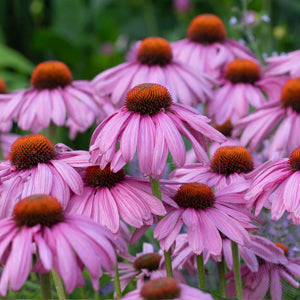 Echinacea Magnus Purple 2gal