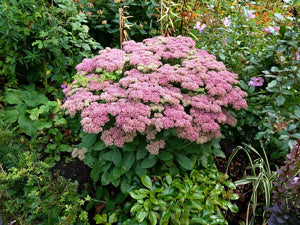 Sedum Autumn Joy 2gal