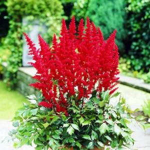 Astilbe Fanal 2 gal.