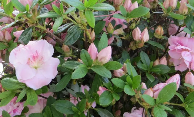 Azalea Perfecto Mundo Dbl Pink 3g