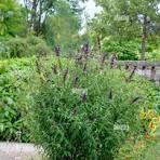 Buddleia Black Knight