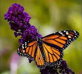 Buddleia Black Knight