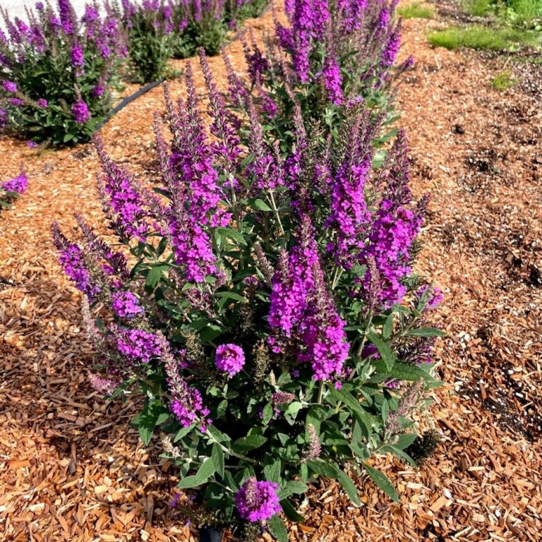 Buddleia Birthday Cake™ Butterfly Bush – 3 Gallon