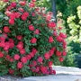 Shrub Rose Double Red Knock Out 3g