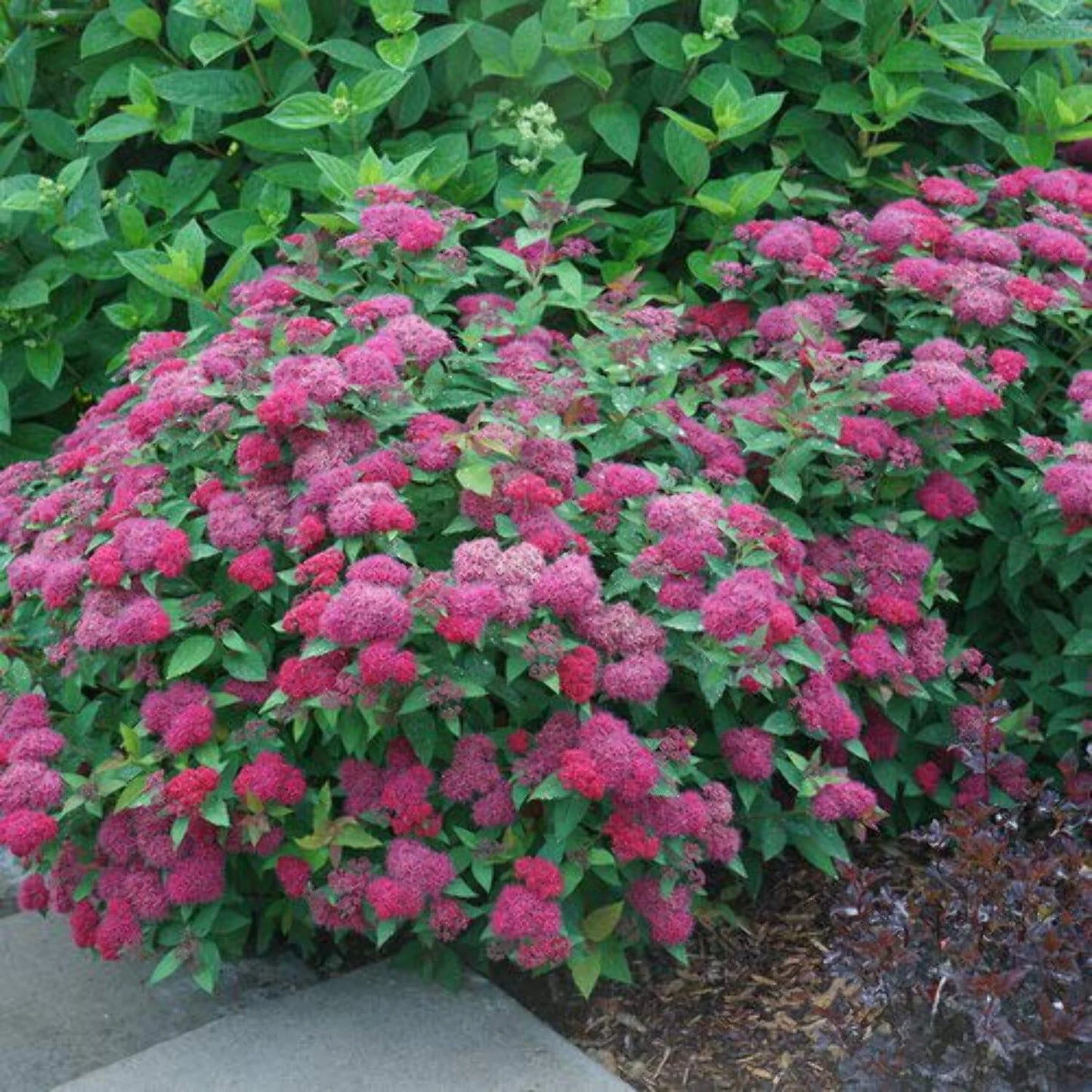 Spirea Double Play Doozie® PW (3 Gallon)
