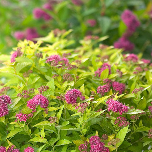 Spirea Double Play® Gold (Proven Winners®) – 3 Gallon