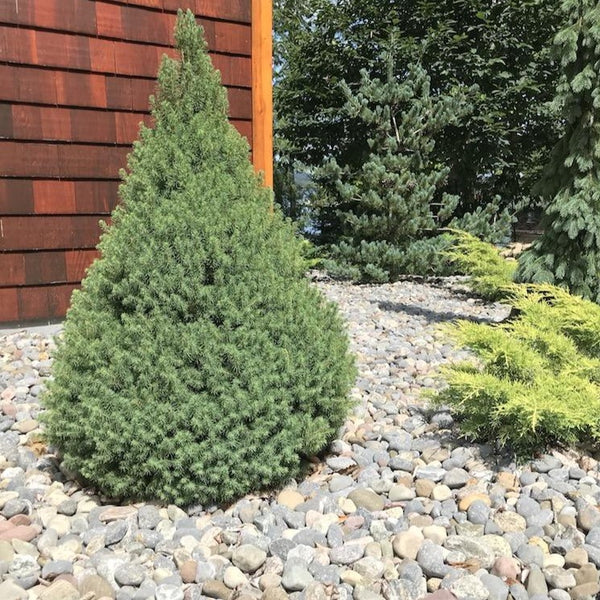 Picea Alberta 3 gal