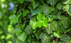 English Ivy