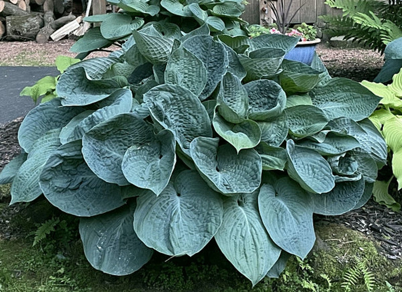Hosta Big Daddy 2gal