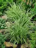 Carex 'Ice Dance' (Variegated Sedge) – 3 Gallon