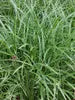 Carex 'Ice Dance' (Variegated Sedge) – 3 Gallon