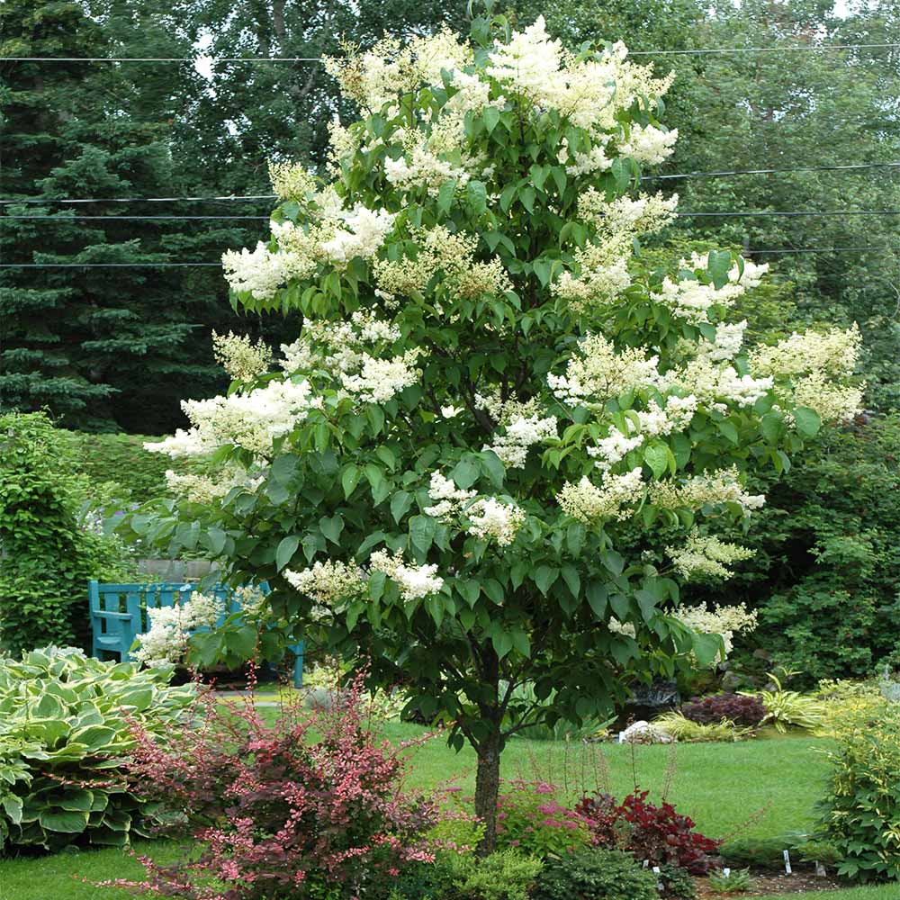 Ivory Silk Lilac - 2 inch