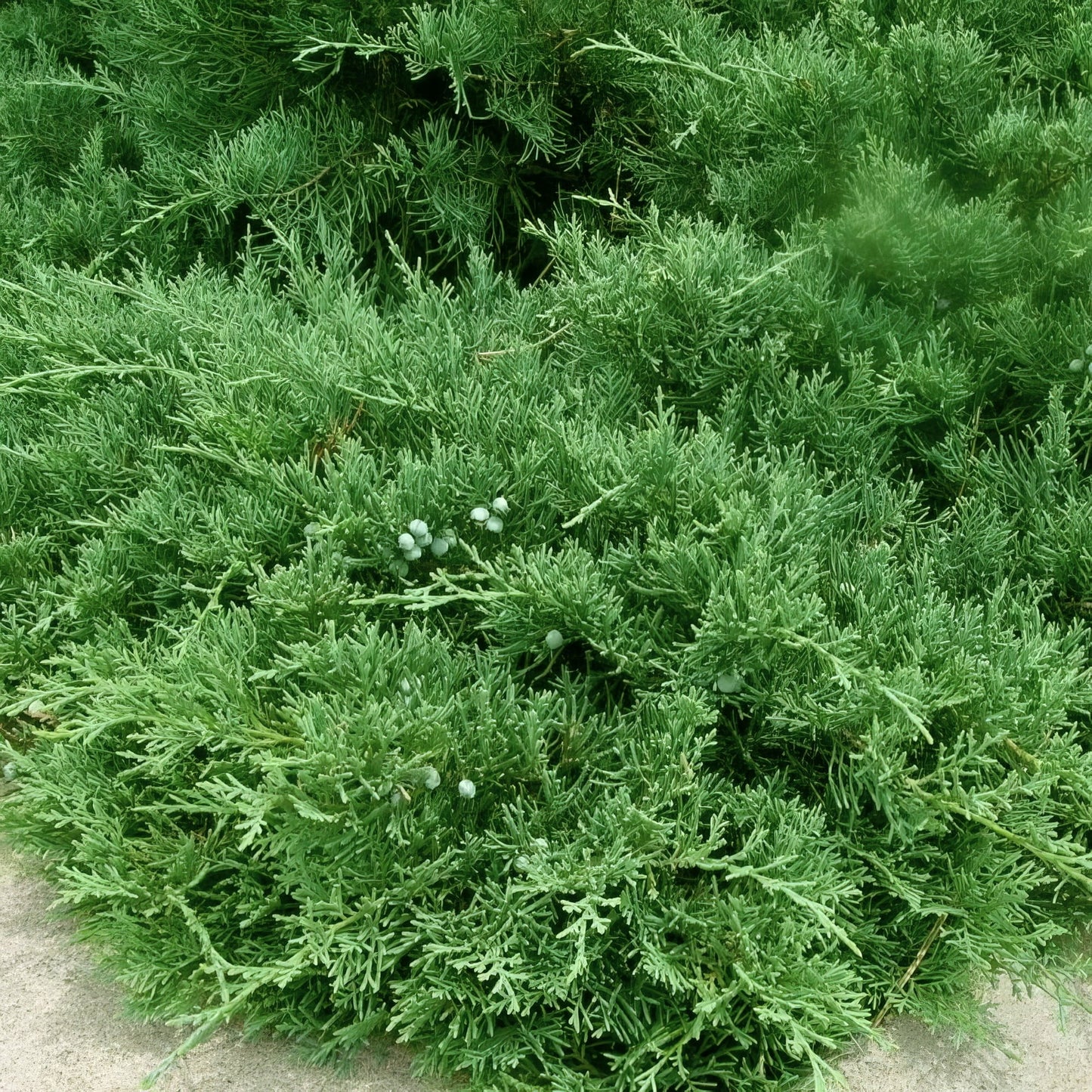 Juniper Green Sargenti 3 gal
