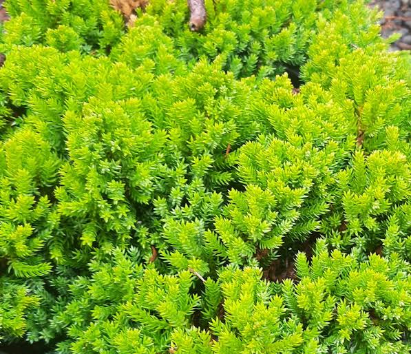 Garden Juniper - Juniper Procumbens Nana - 2 Gal