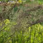 Calamagrostis ‘Karl Foerster’ (Feather Reed Grass) – 3 Gallon