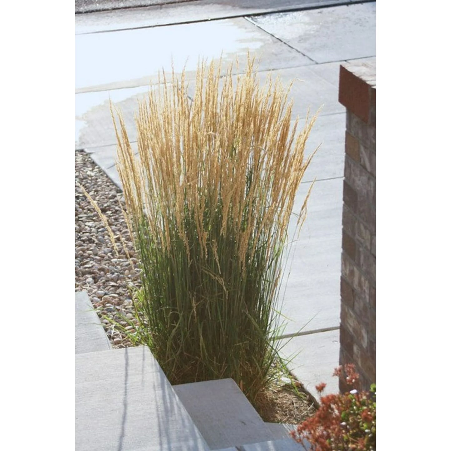 Calamagrostis ‘Karl Foerster’ (Feather Reed Grass) – 3 Gallon
