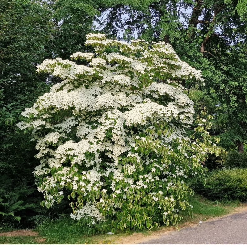 Kousa Dogwood - 8 feet