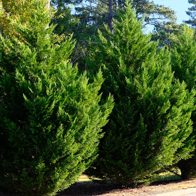Cypress Variegated Leyland 3 gal.