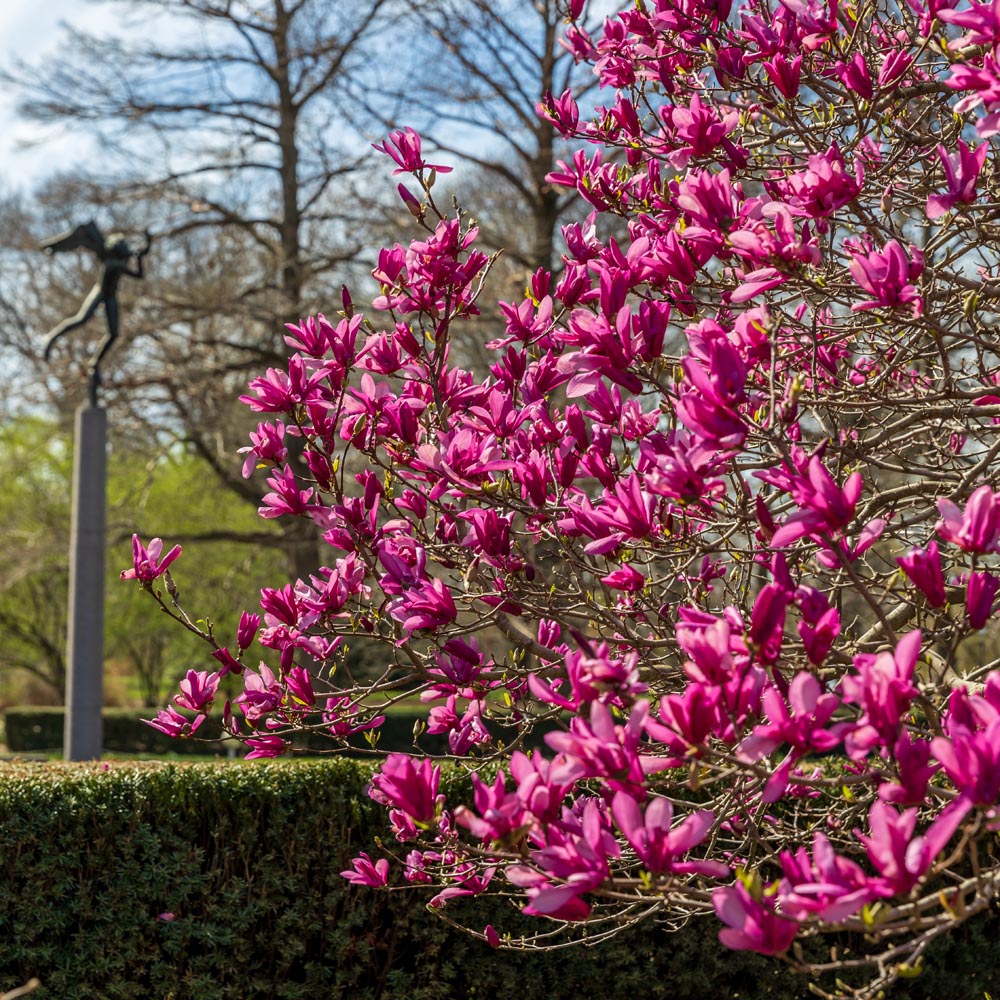 Jane Magnolia Tree