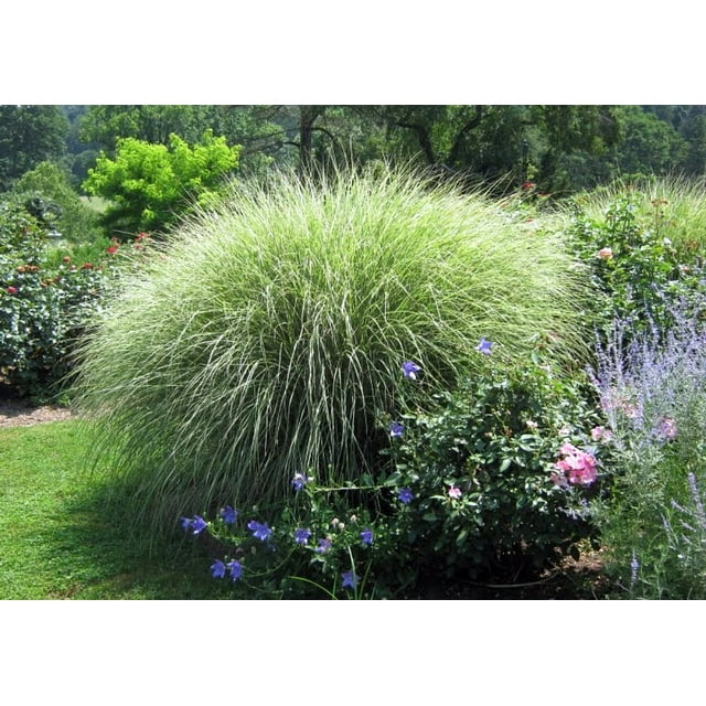 Miscanthus Gracillimus 3 gal.