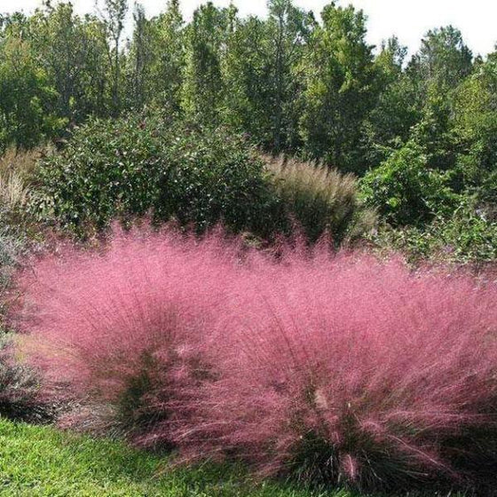 Muhlenbergia capillaris (Pink Muhly Grass) – 3 Gallon