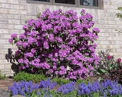 P.J.M. Rhododendron
