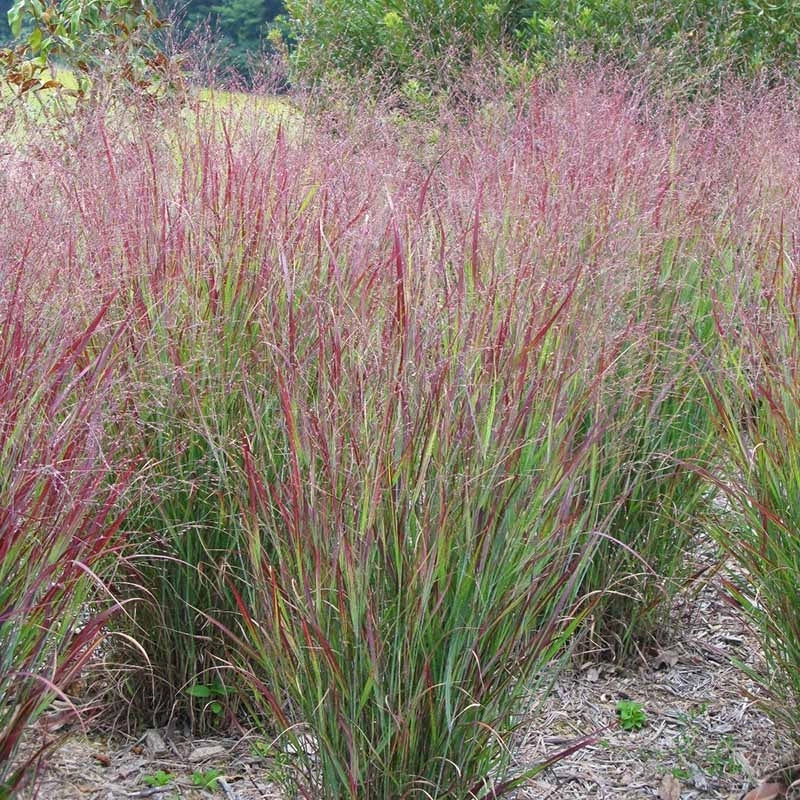 Shenandoah Switch Grass (Panicum virgatum 'Shenandoah') – 3 Gallon