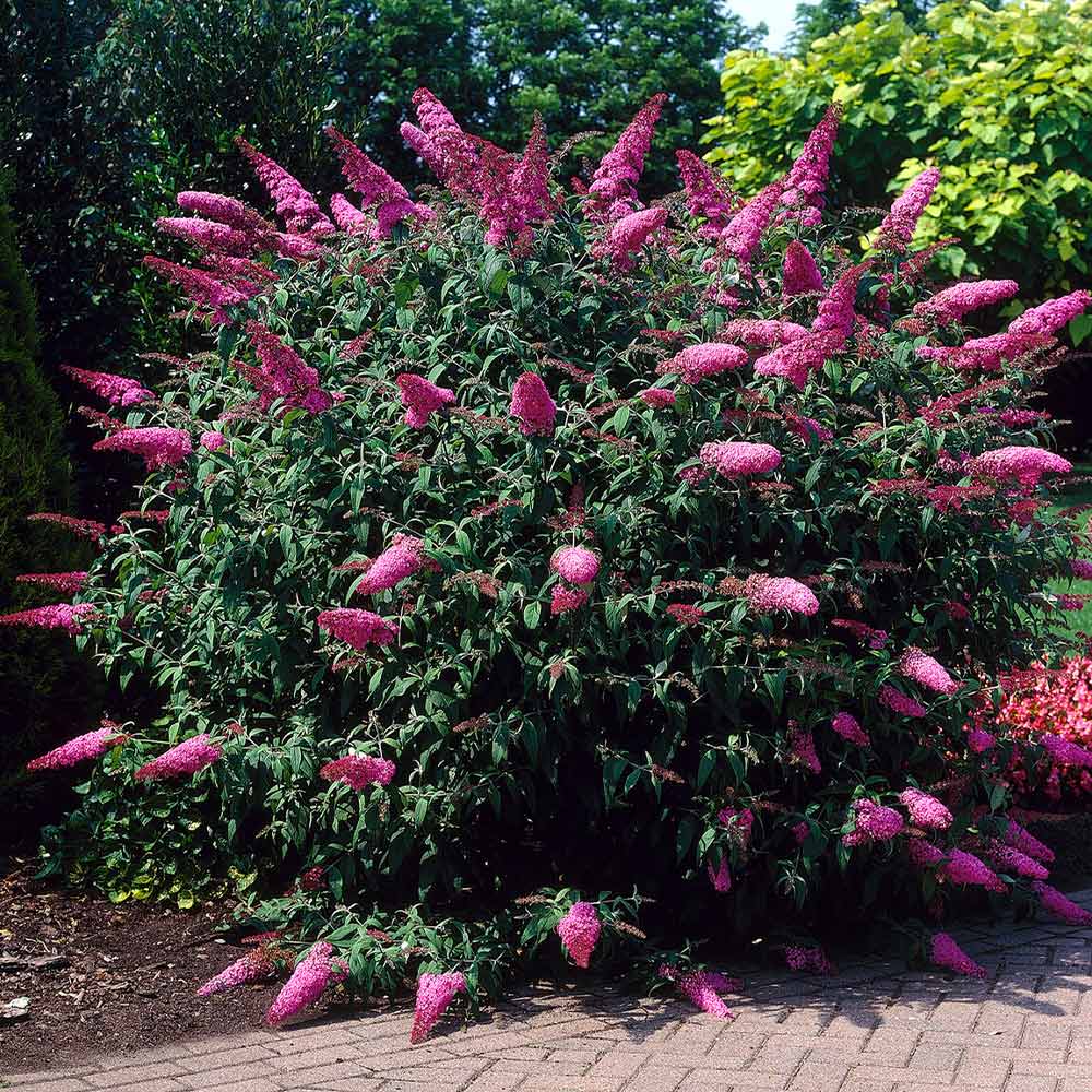 Buddeia Pink Delight