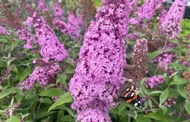Buddeia Pink Delight