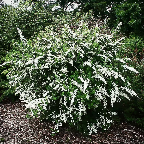 Spirea Snowmound (3 Gallon)