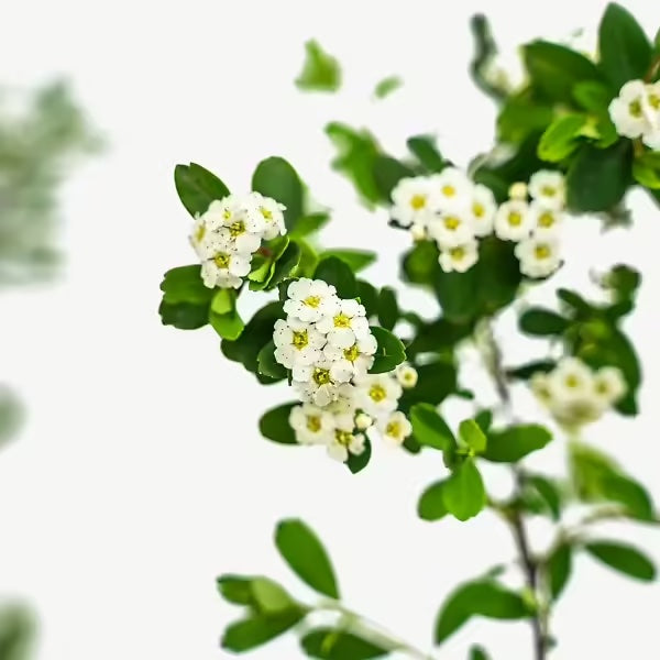 Spirea Snowmound (3 Gallon)