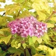 Spirea Neon Flash (3 Gallon)