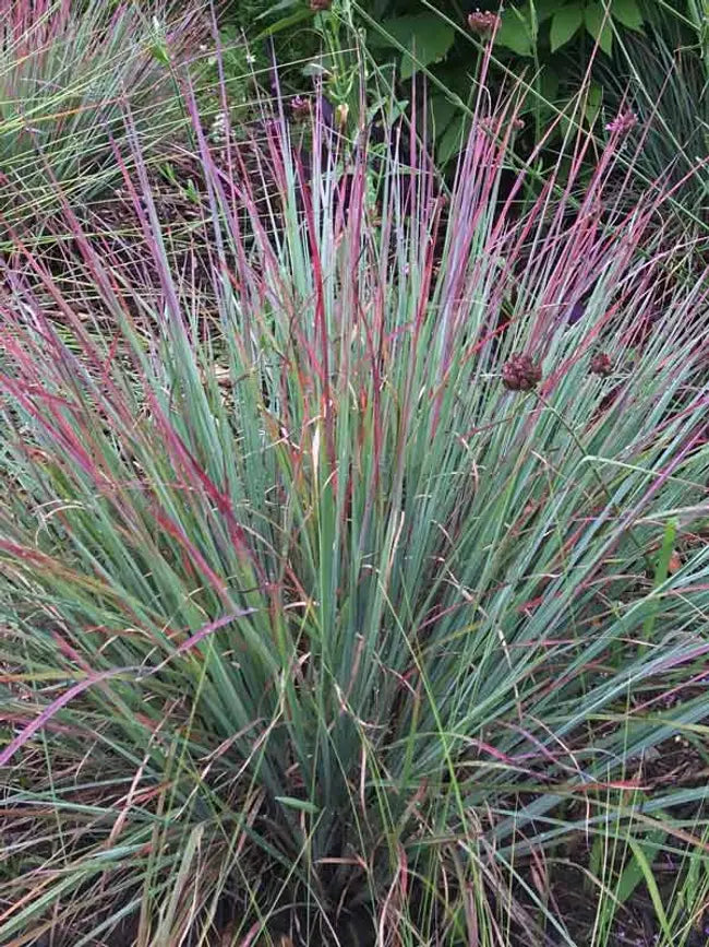 Schizachyrium Standing Ovation 3g