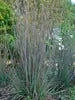 Schizachyrium Standing Ovation 3g