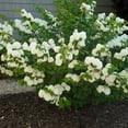 Viburnum Burkwood (3 Gallon)