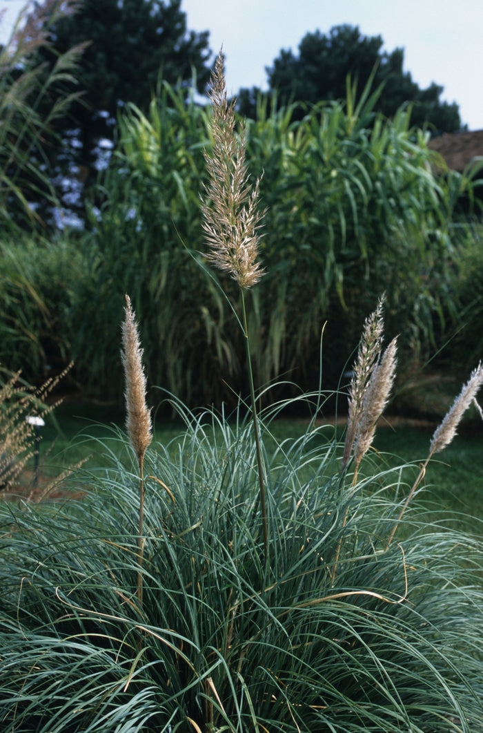 Cortaderia Dwarf Pompas 3 gal